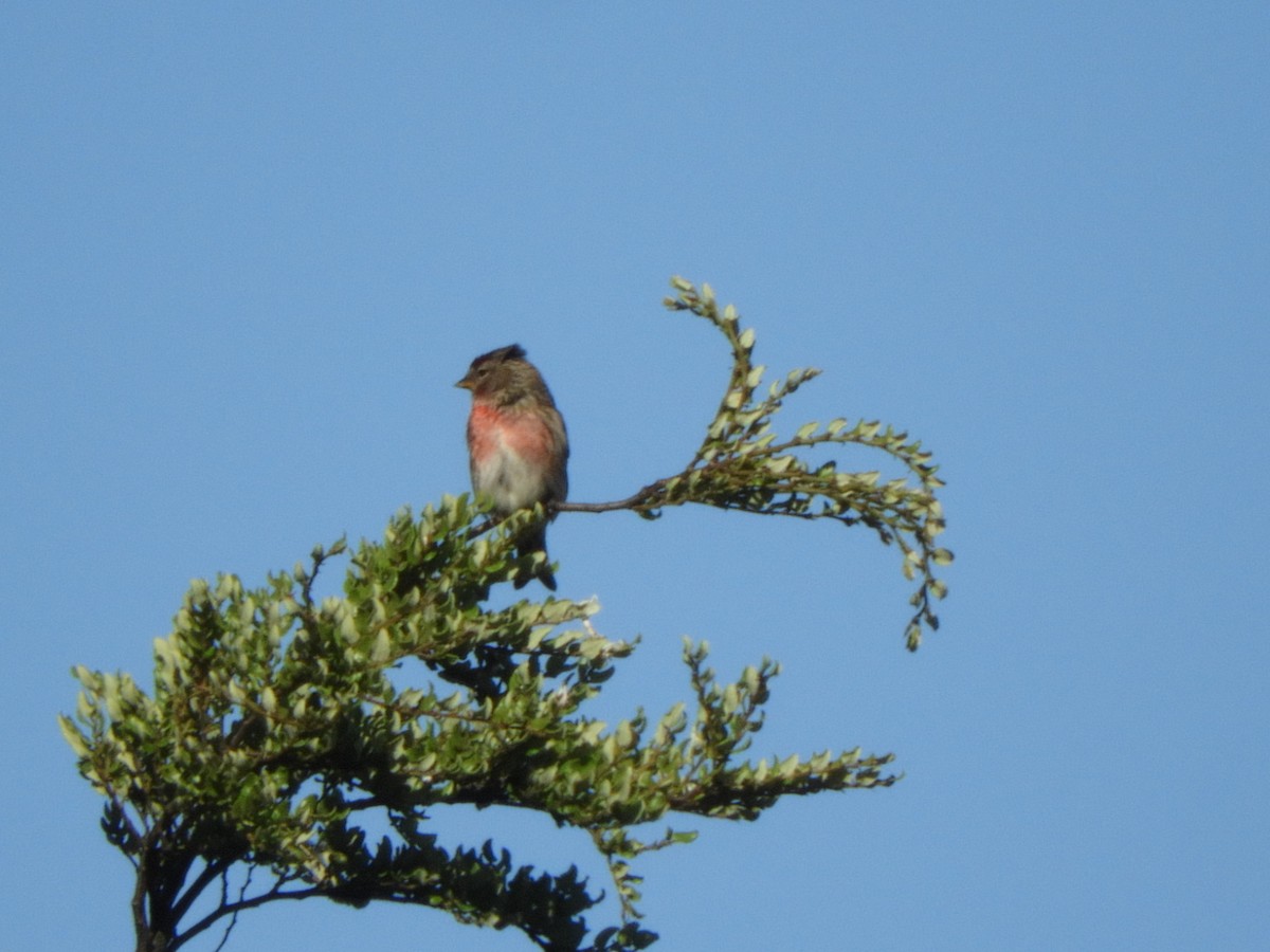 Redpoll (Lesser) - ML613947373
