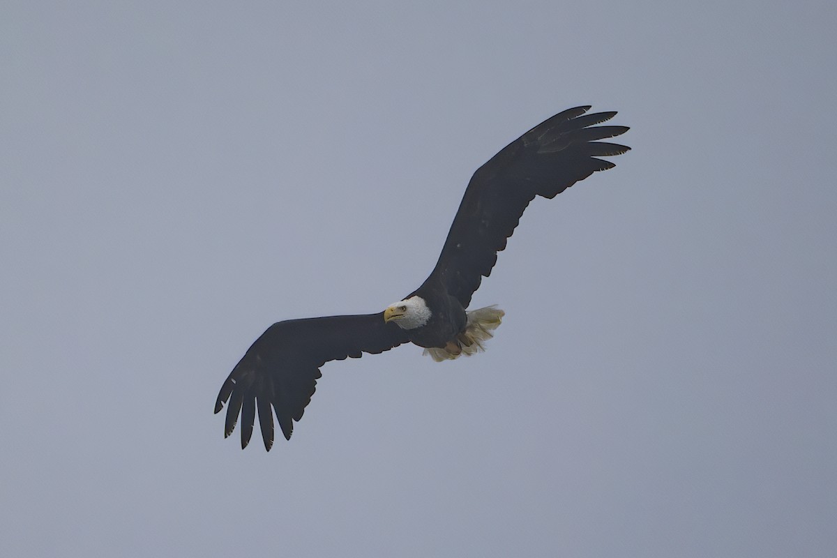 Bald Eagle - Phil Thompson