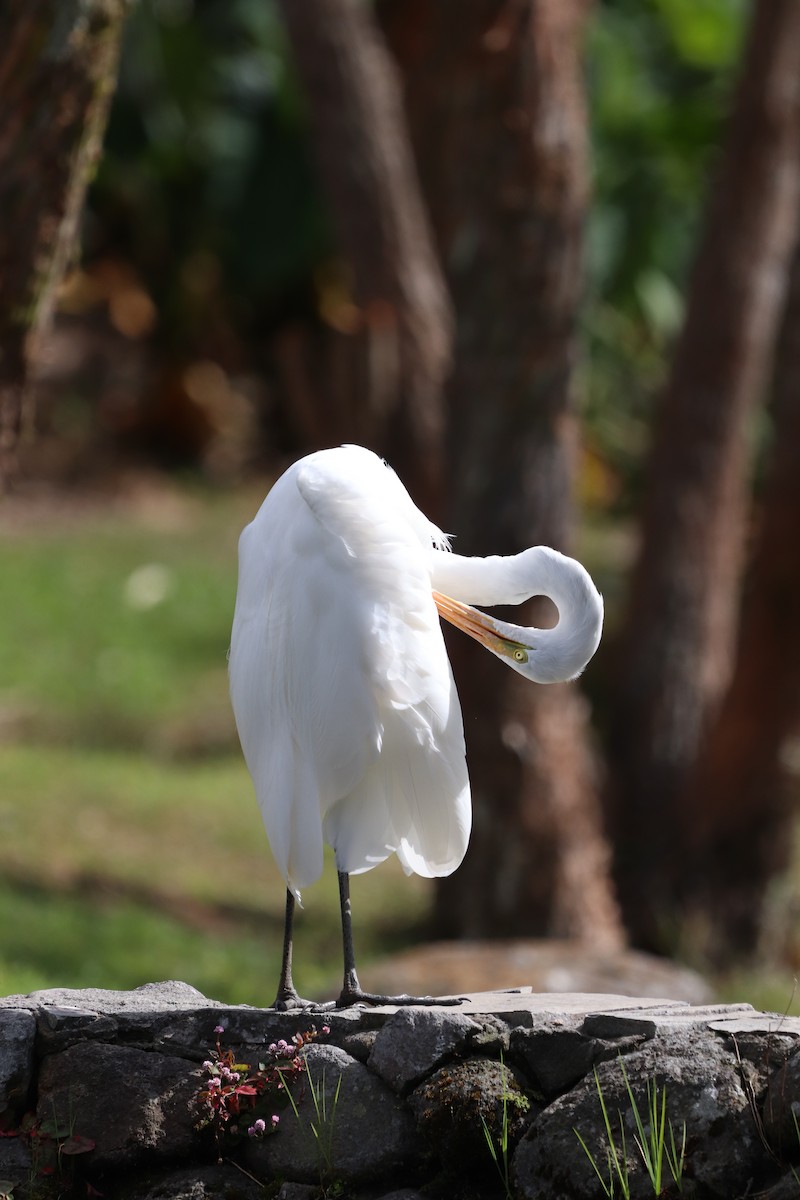 Great Egret - ML613947471