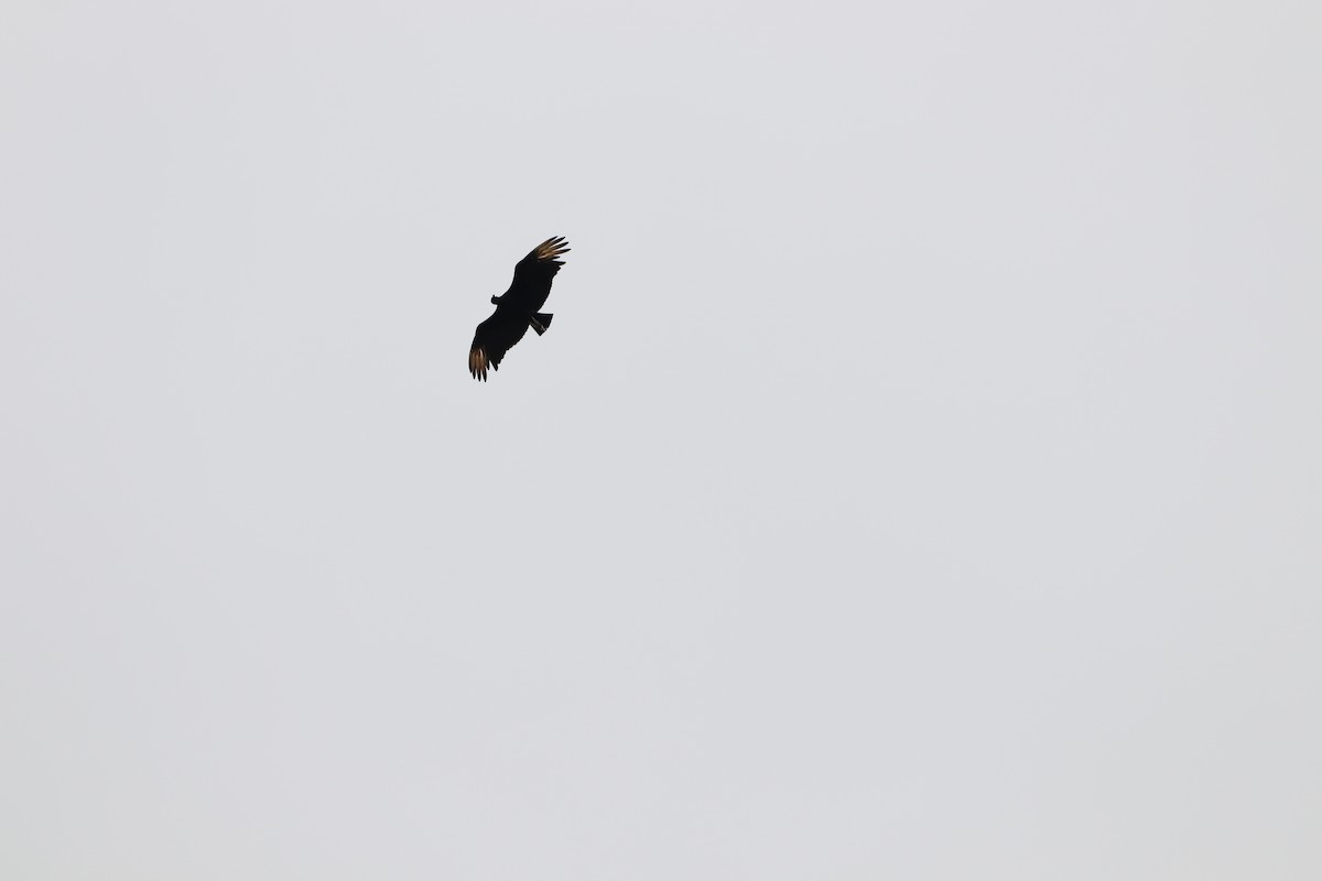 Black Vulture - ML613947478