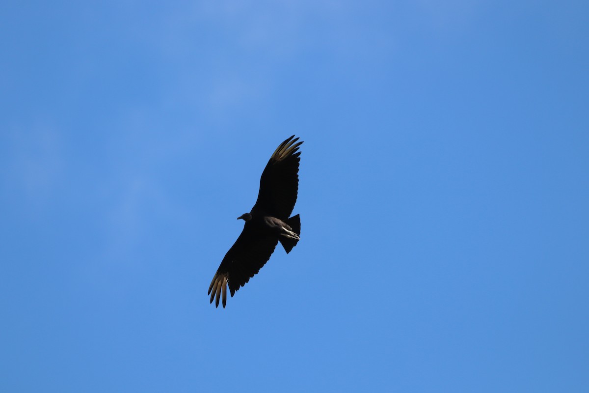 Black Vulture - ML613947480