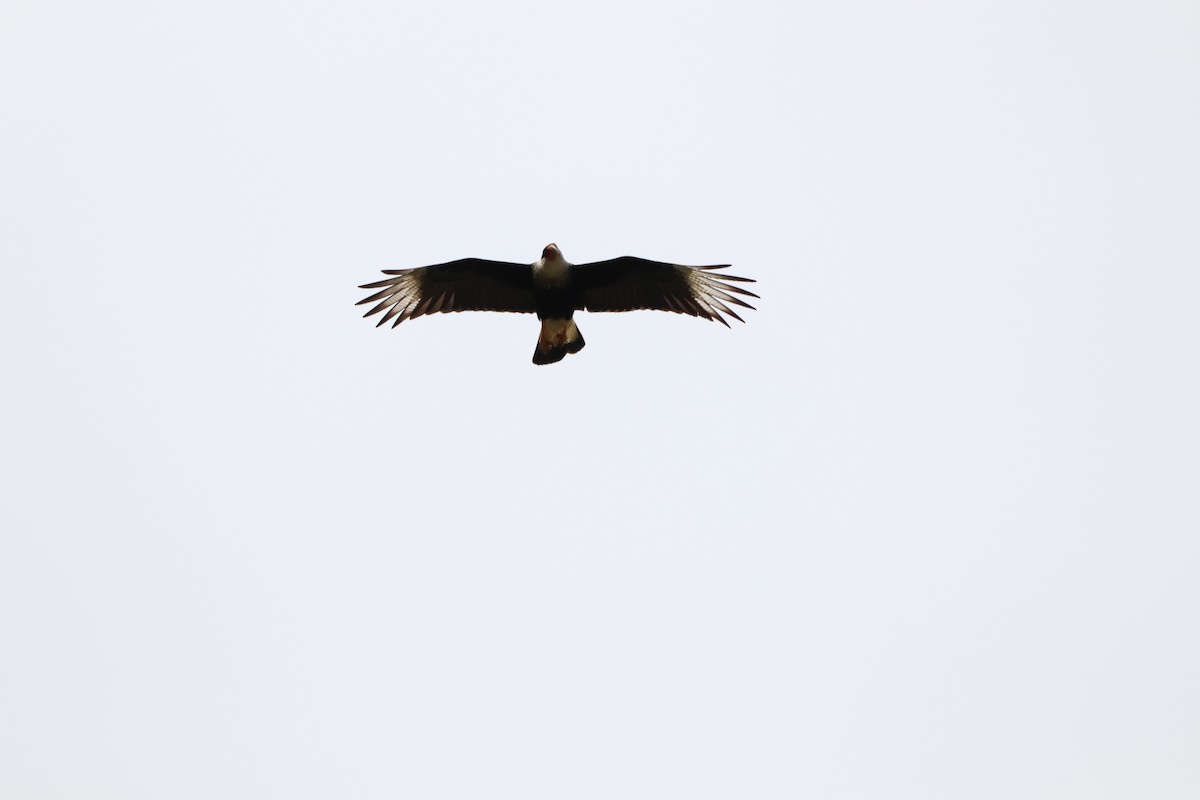 Crested Caracara - ML613947524