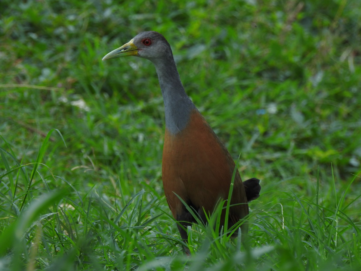 Gray-cowled Wood-Rail - ML613947568