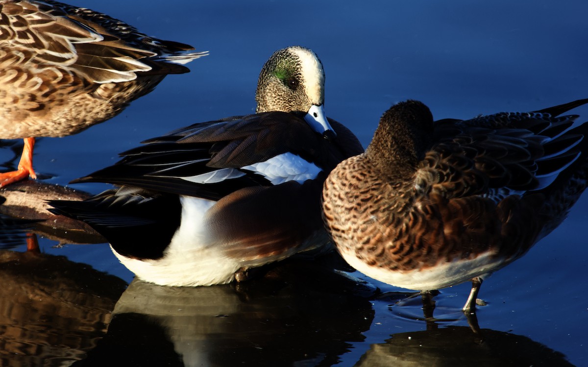 American Wigeon - ML613947574