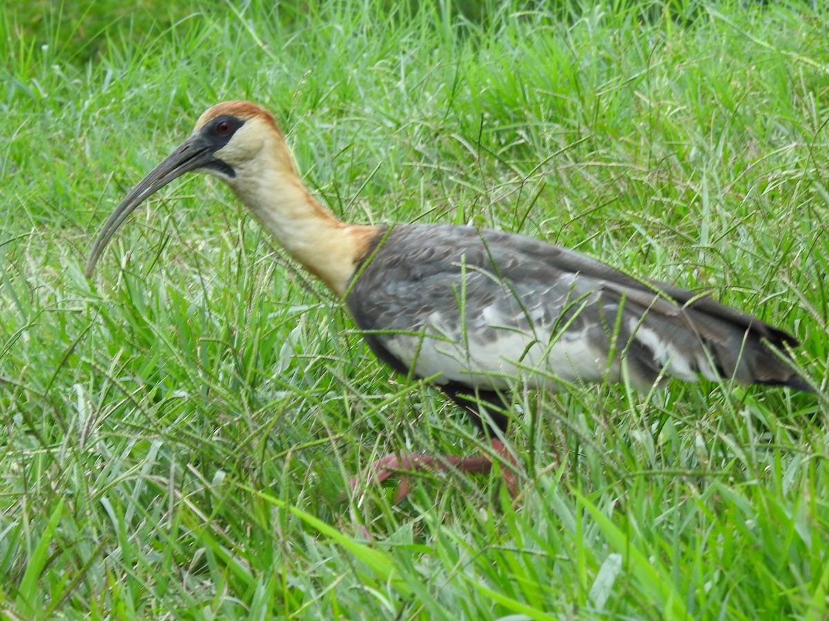 ibis bělokřídlý - ML613947580