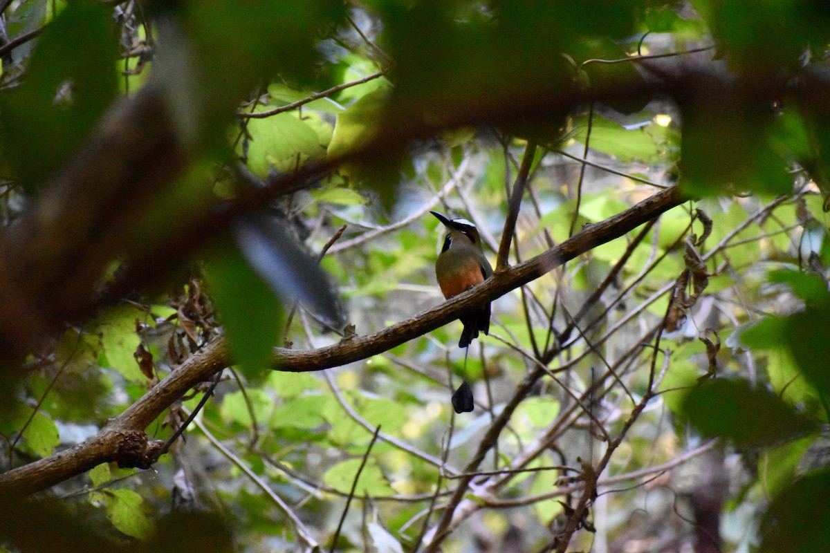 Turquoise-browed Motmot - ML613947603