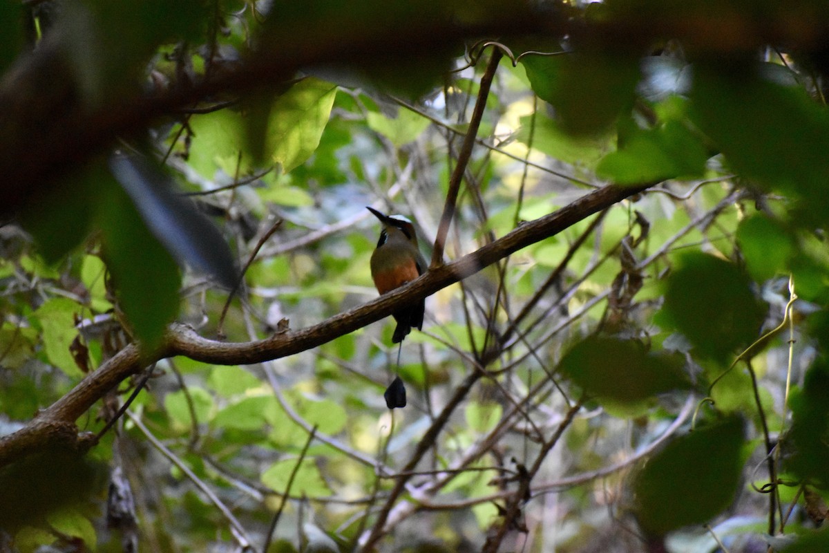 Turquoise-browed Motmot - ML613947605