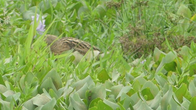 Pinnated Bittern - ML613947655