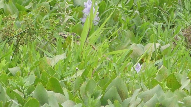 Pinnated Bittern - ML613947674
