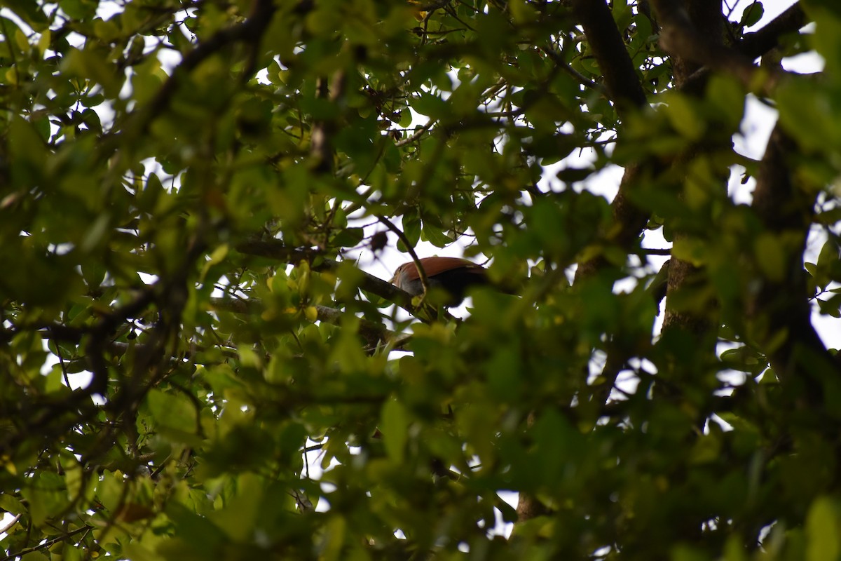 Squirrel Cuckoo - Alex Freeman