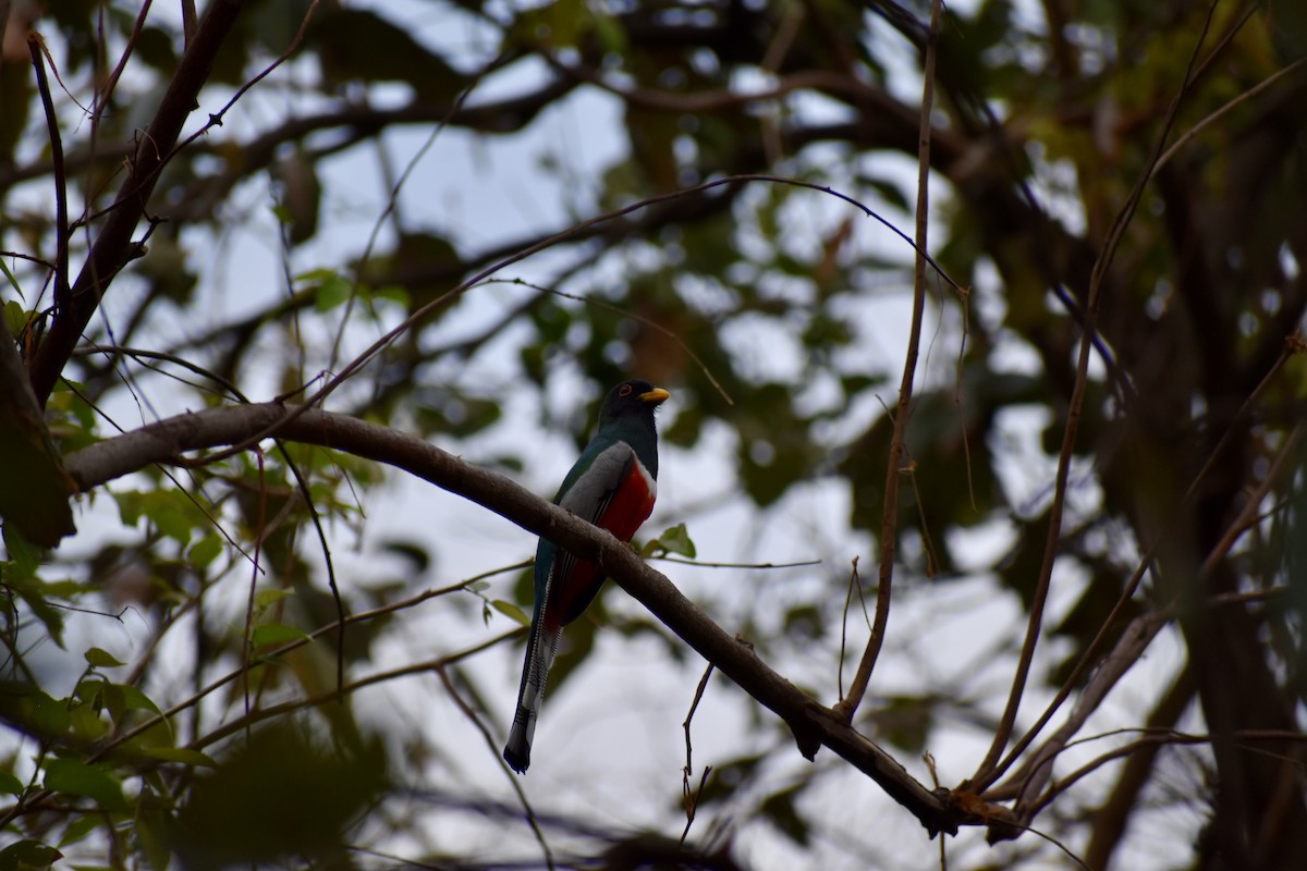 Elegant Trogon - ML613947683