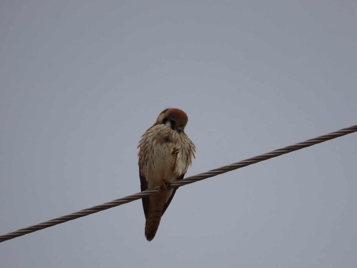 American Kestrel - ML613947684