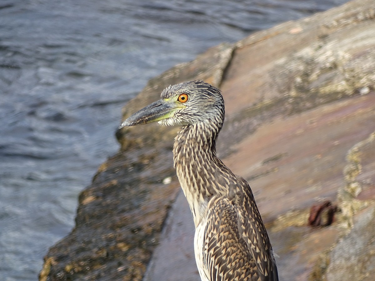 Yellow-crowned Night Heron - Graham Sorenson