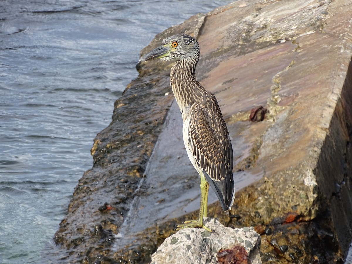 Yellow-crowned Night Heron - ML613947686