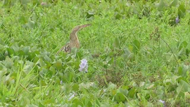 Pinnated Bittern - ML613947696