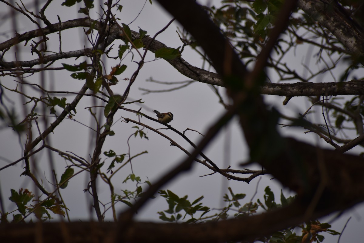 Rufous-naped Wren - Alex Freeman