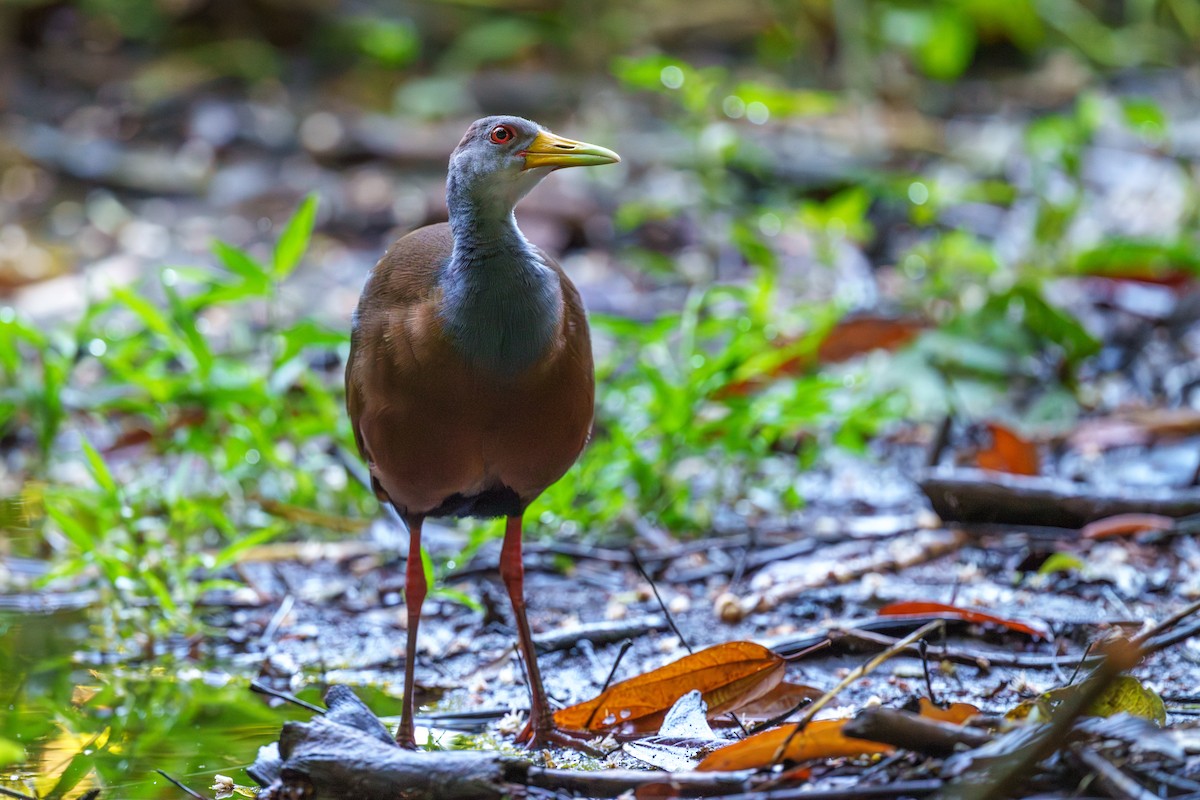 Russet-naped Wood-Rail - Jeff Hapeman