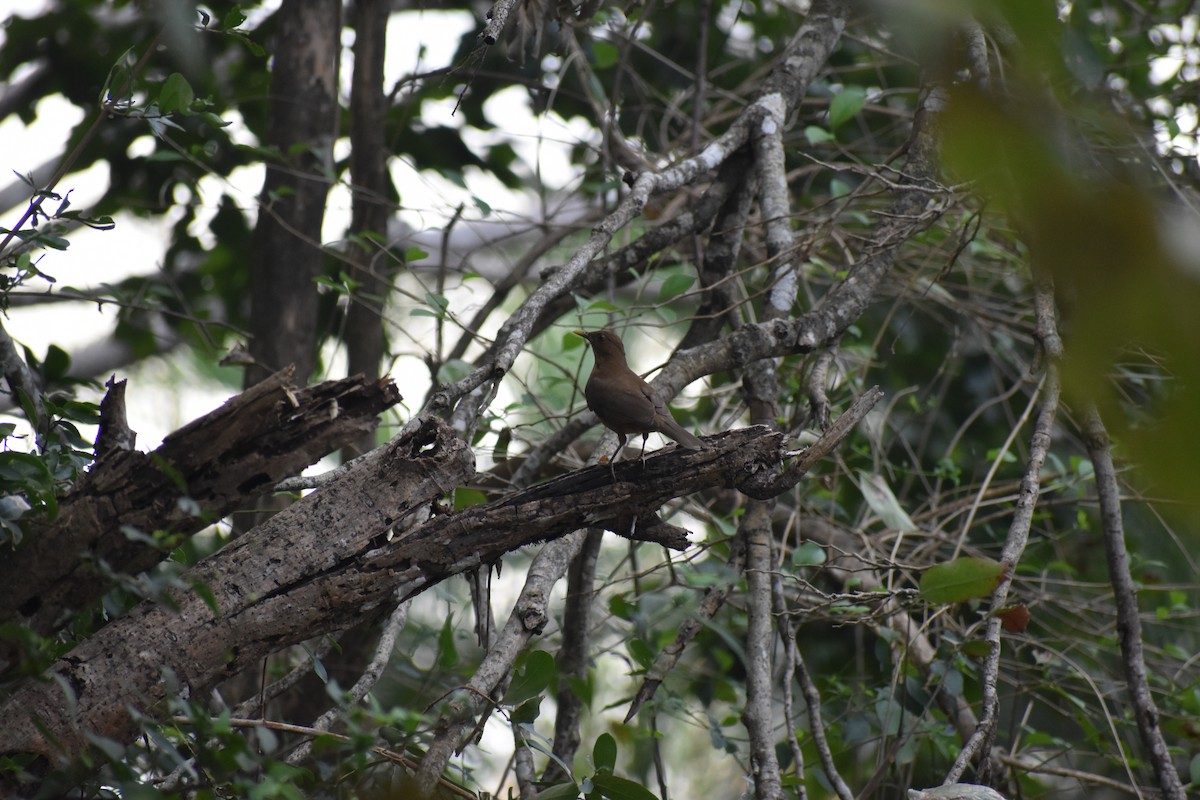 Clay-colored Thrush - ML613947702