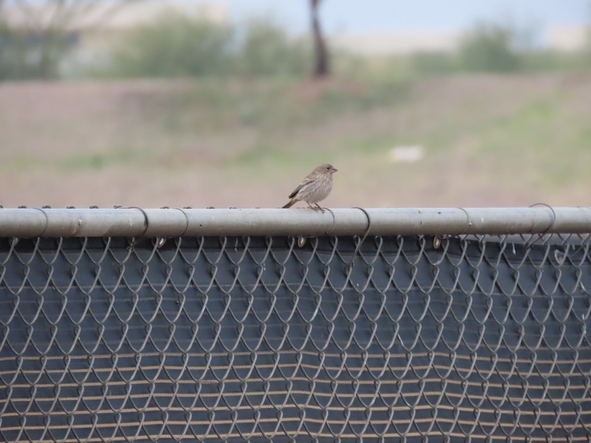 House Finch - ML613947713