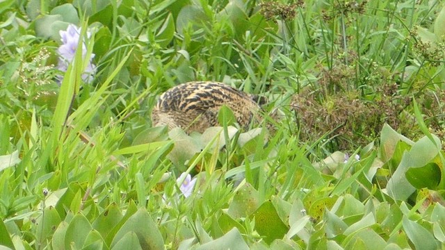 Pinnated Bittern - ML613947717