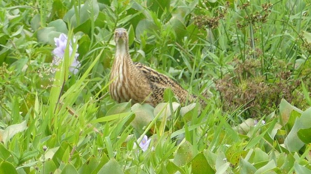 Pinnated Bittern - ML613947725