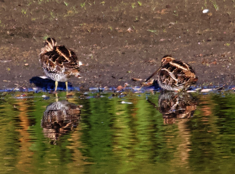 Wilson's Snipe - ML613947781