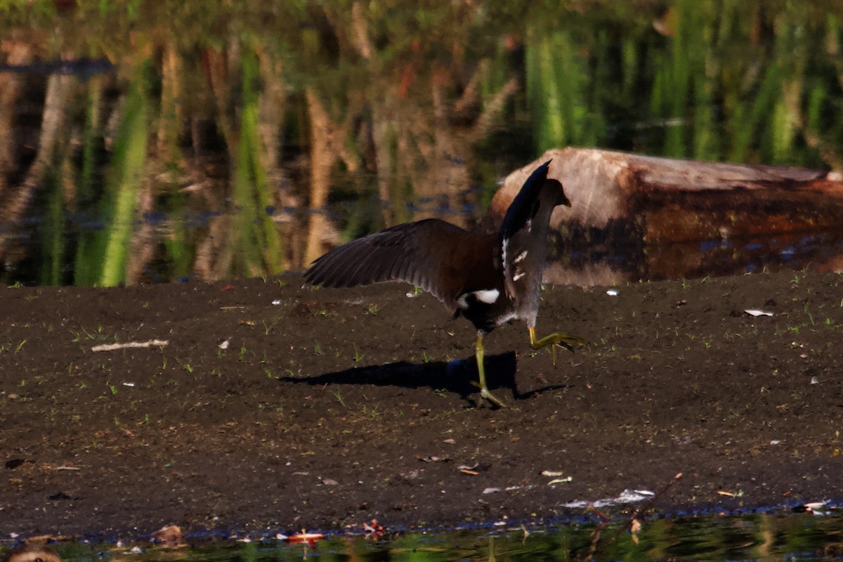 Common Gallinule - ML613947787