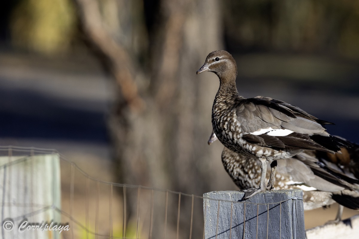 Maned Duck - ML613947797