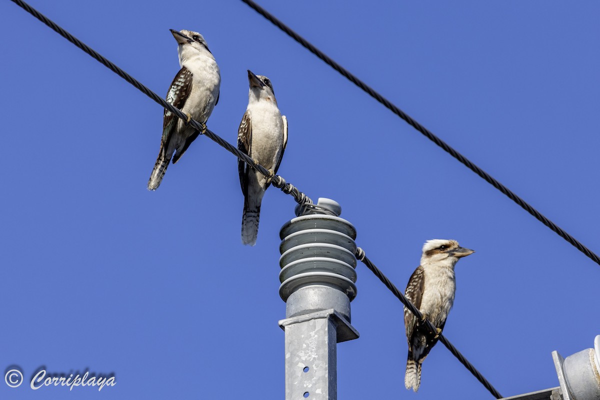 Laughing Kookaburra - ML613947799