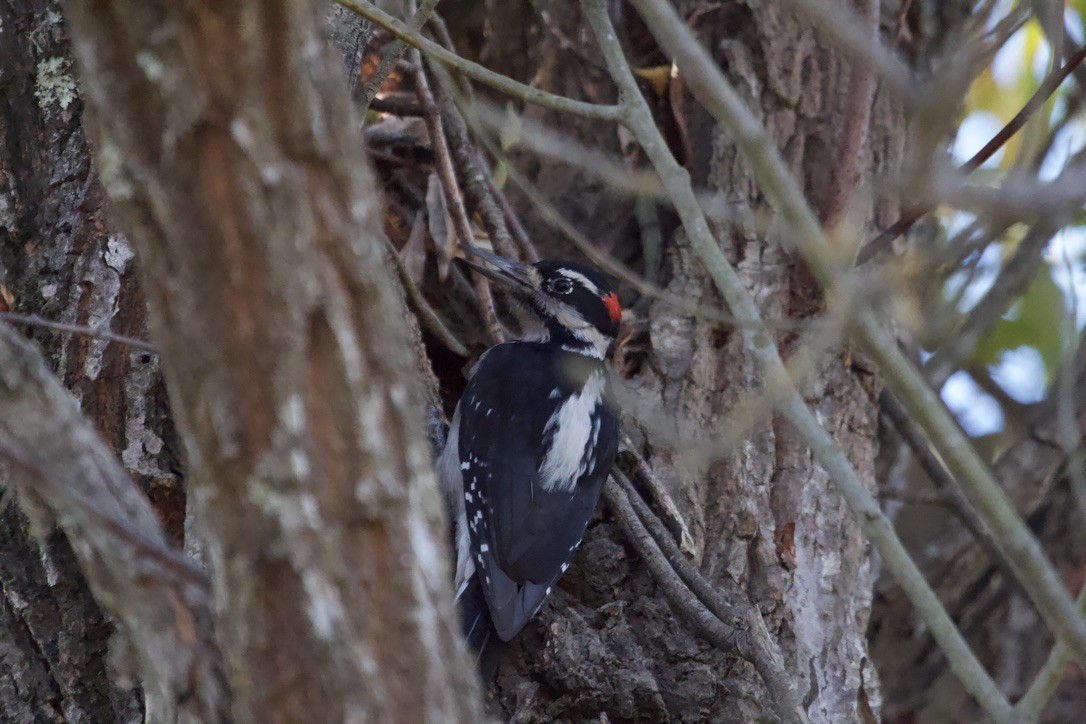Hairy Woodpecker - ML613947848