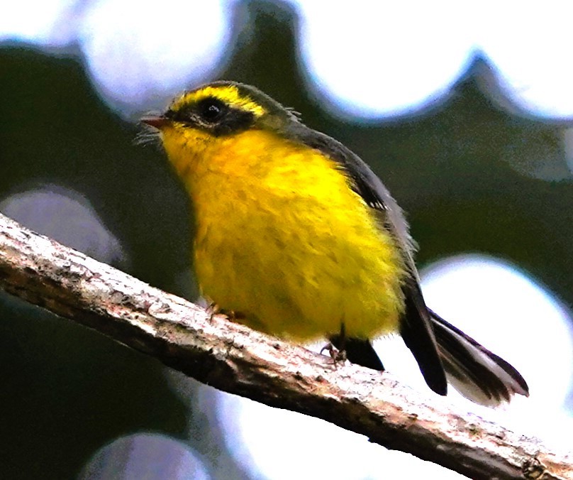 Yellow-bellied Fairy-Fantail - ML613947854