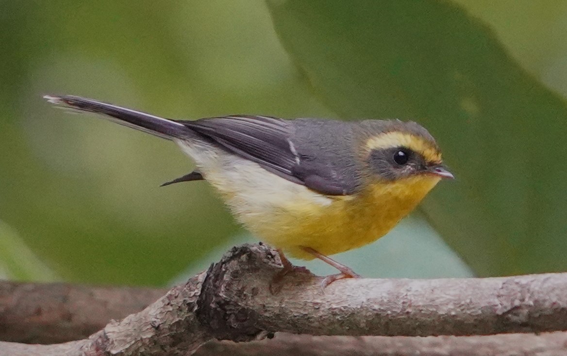 Yellow-bellied Fairy-Fantail - ML613947855