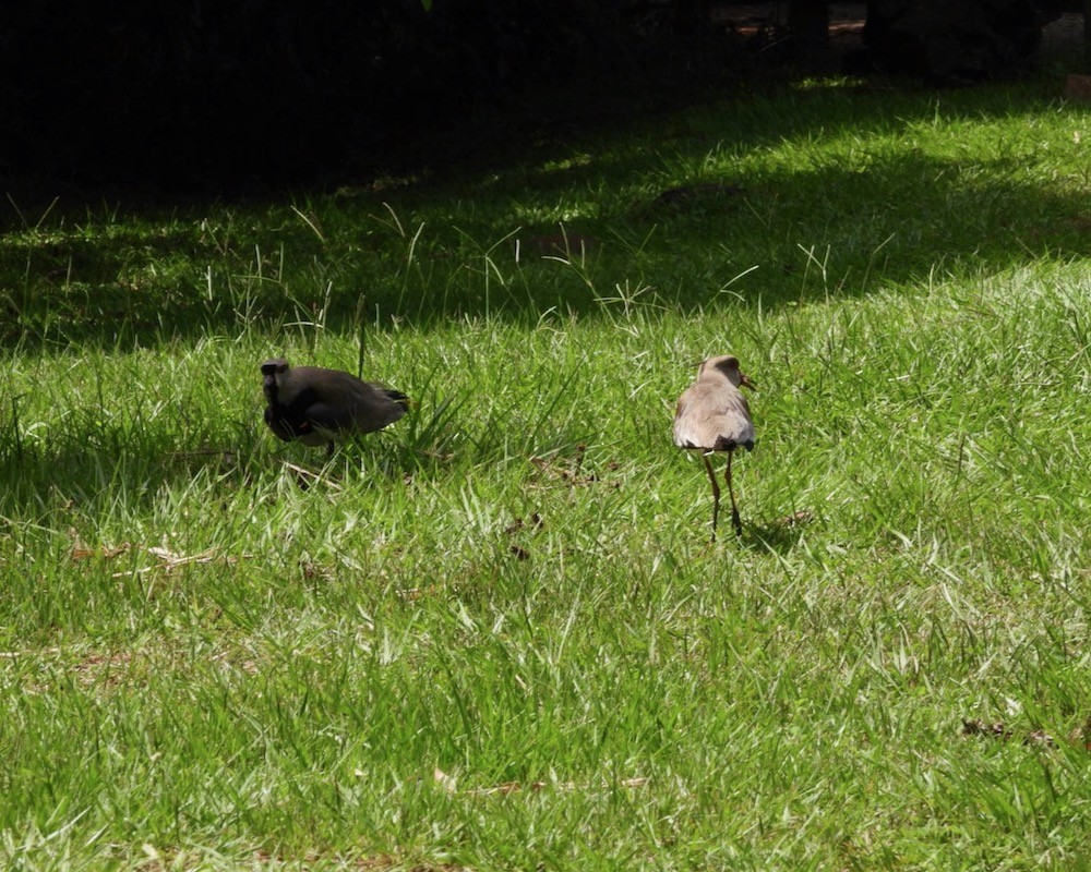 Southern Lapwing - ML613947858