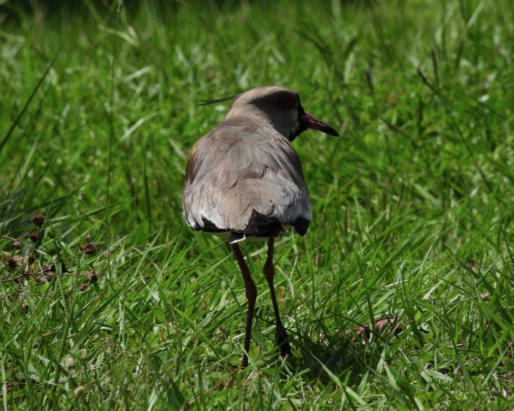 Southern Lapwing - ML613947860