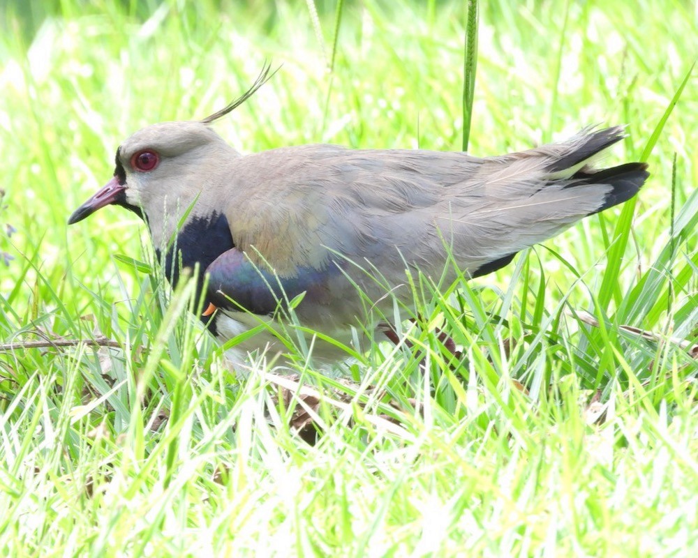 Southern Lapwing - ML613947868