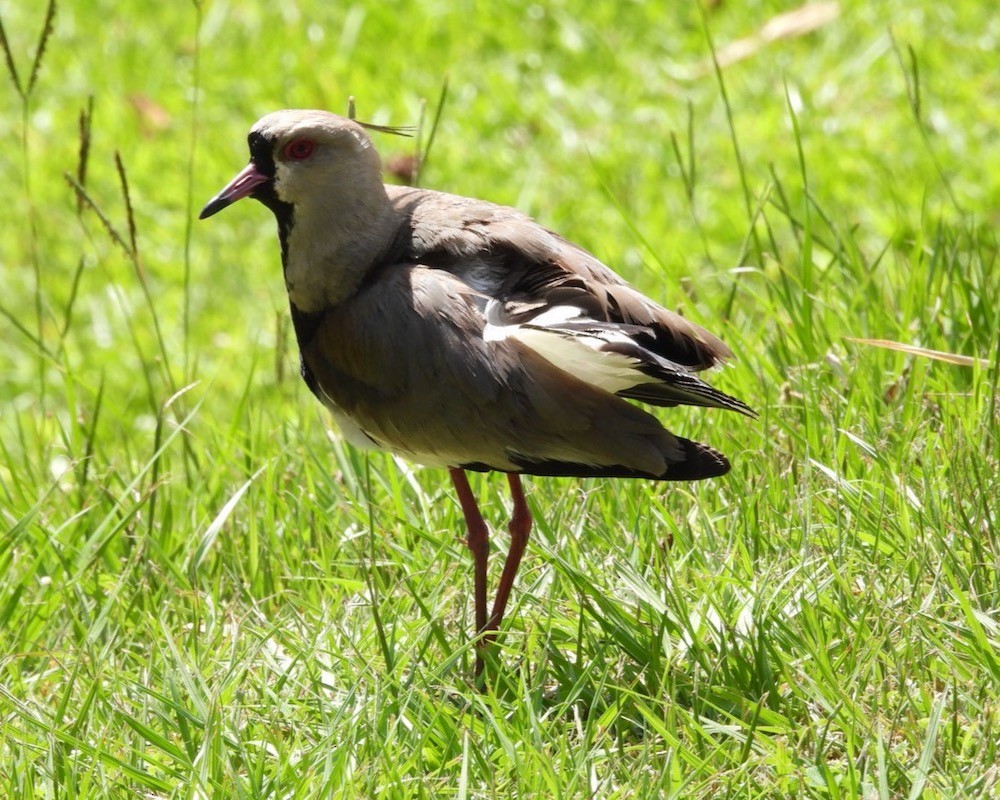 Southern Lapwing - ML613947871