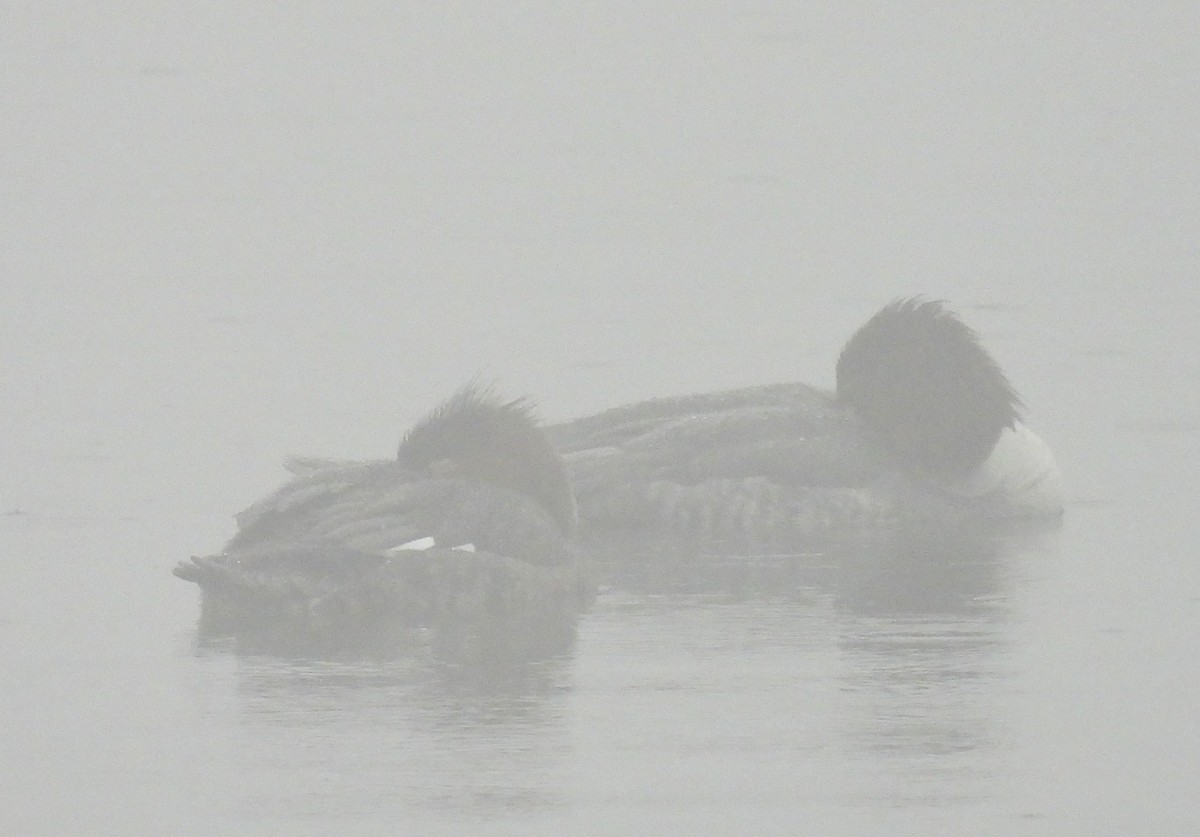 Common Merganser - ML613947893