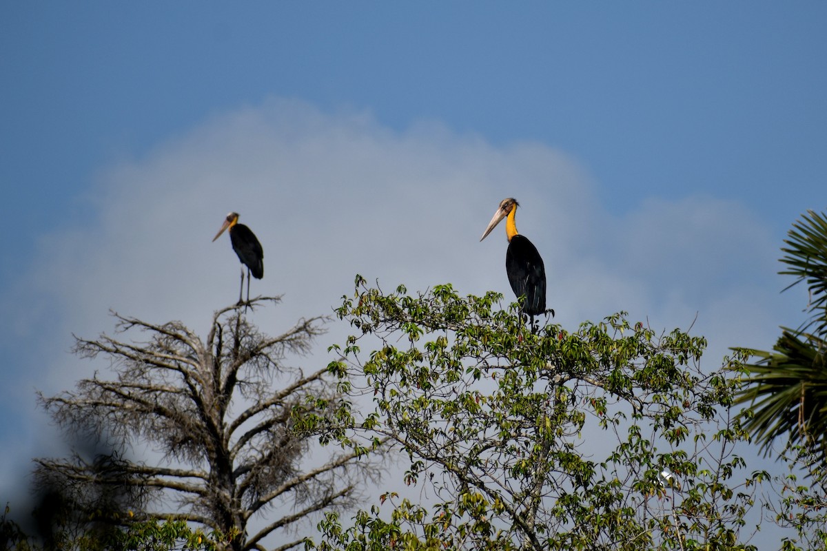 Lesser Adjutant - ML613947963