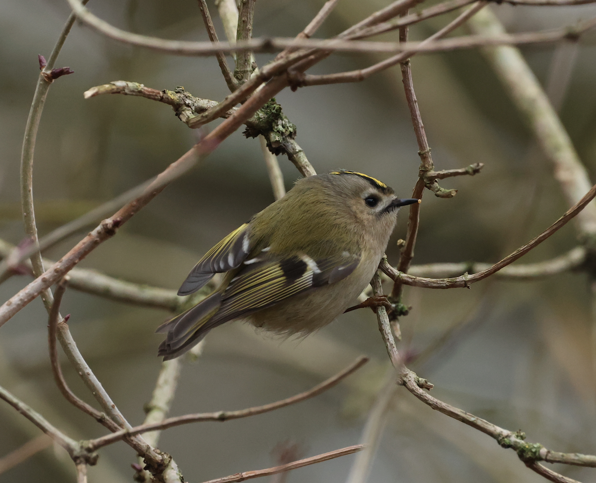 Goldcrest - ML613948006