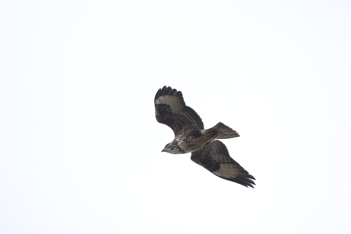 Common Buzzard - ML613948029