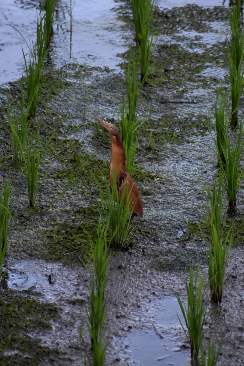 Cinnamon Bittern - ML613948036