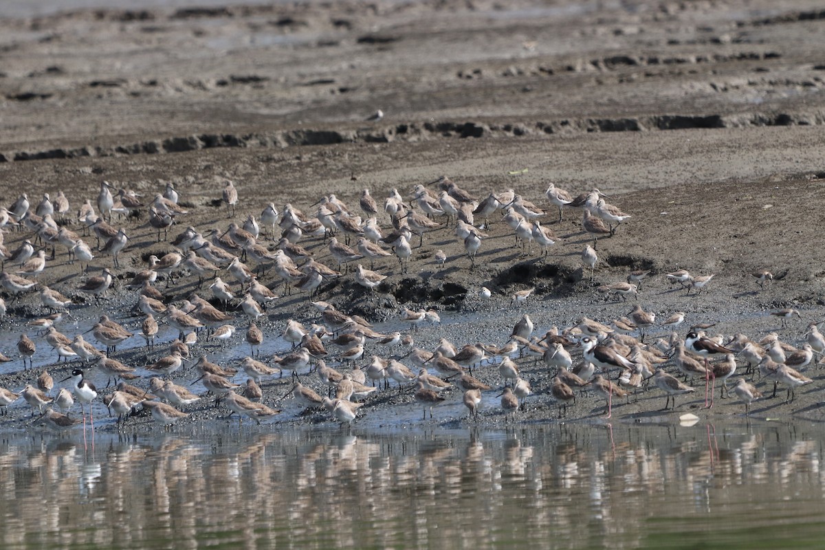 Short-billed Dowitcher - ML613948040