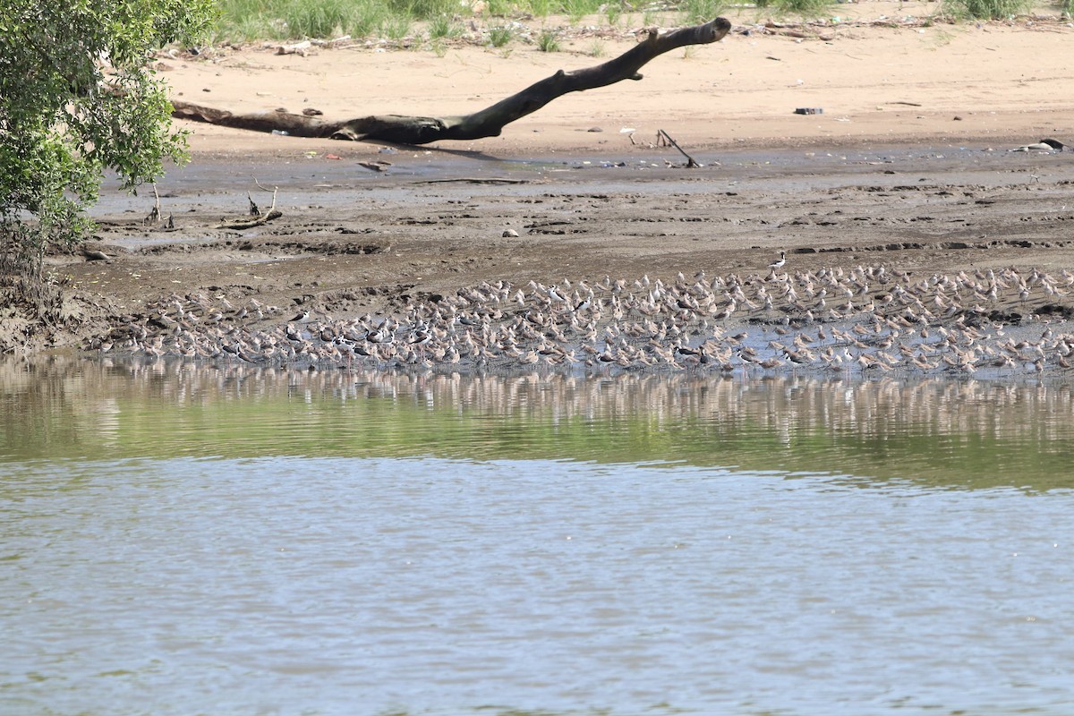 Short-billed Dowitcher - ML613948042