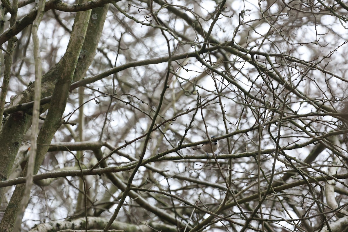 Marsh Tit - ML613948150