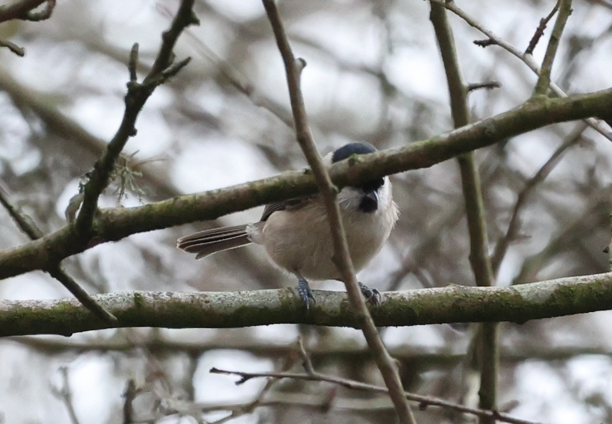 Marsh Tit - ML613948172