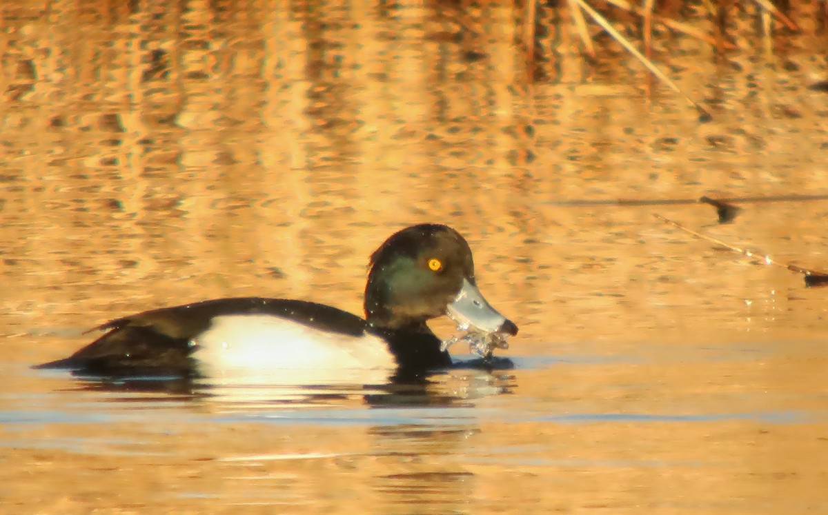 Tufted Duck - Pascual Monferrer Aguilella