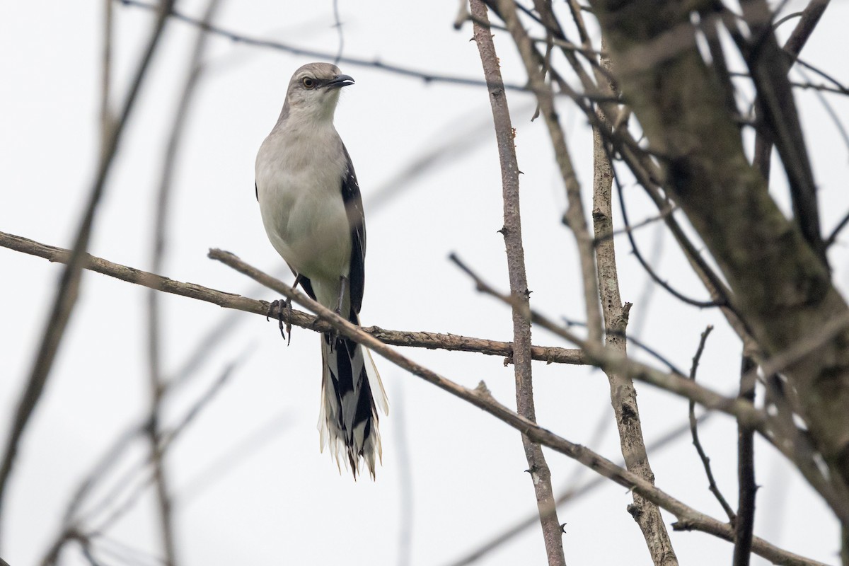 Tropical Mockingbird (Mayan) - ML613948189