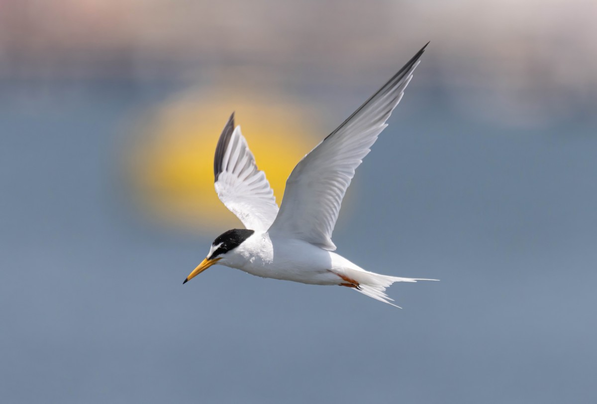 Little Tern - ML613948193