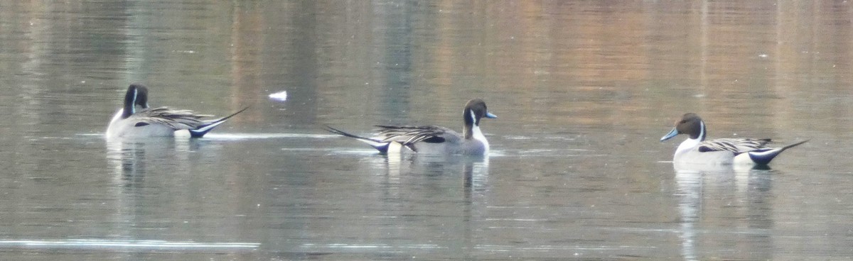 Northern Pintail - Paul King