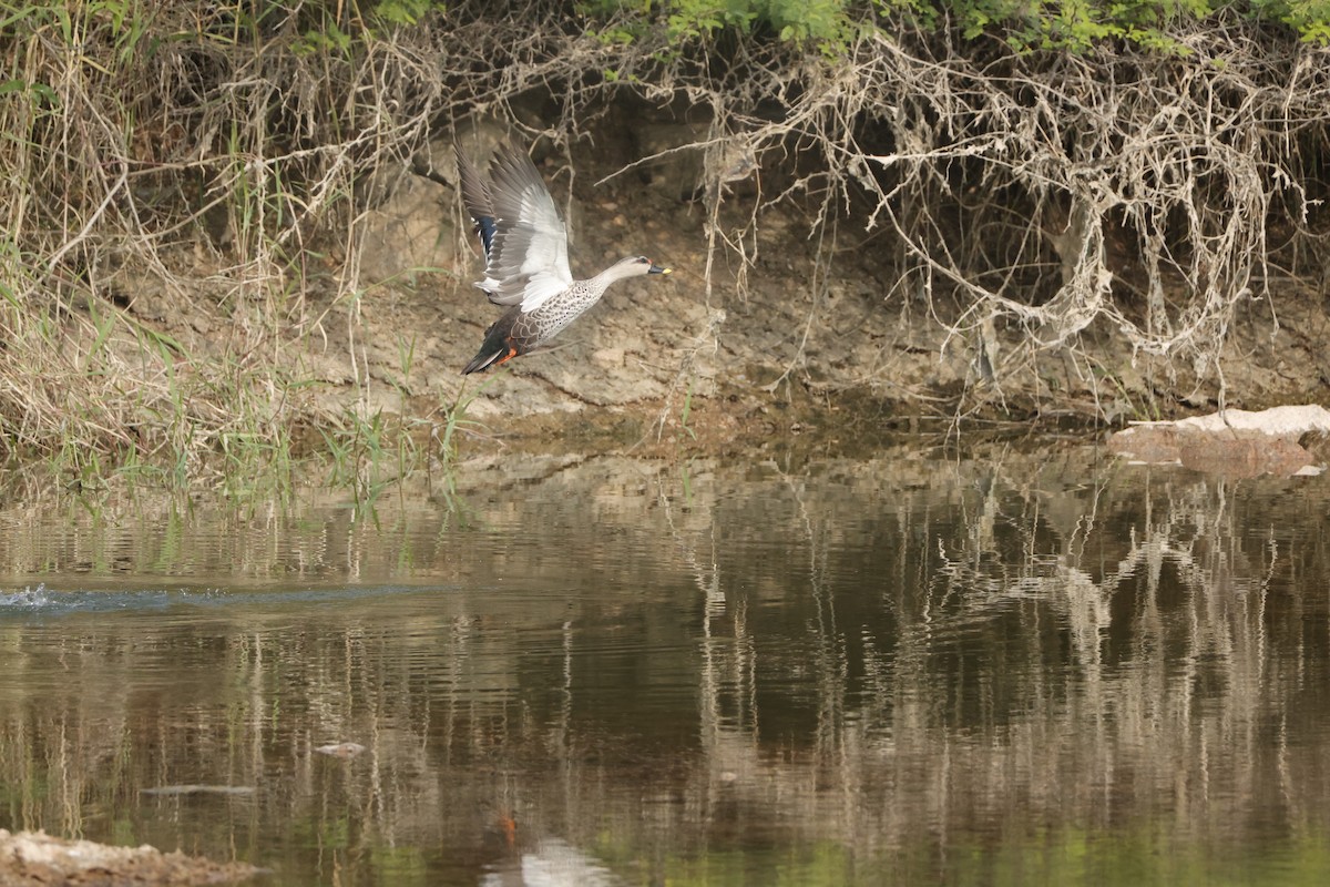 Indian Spot-billed Duck - ML613948202